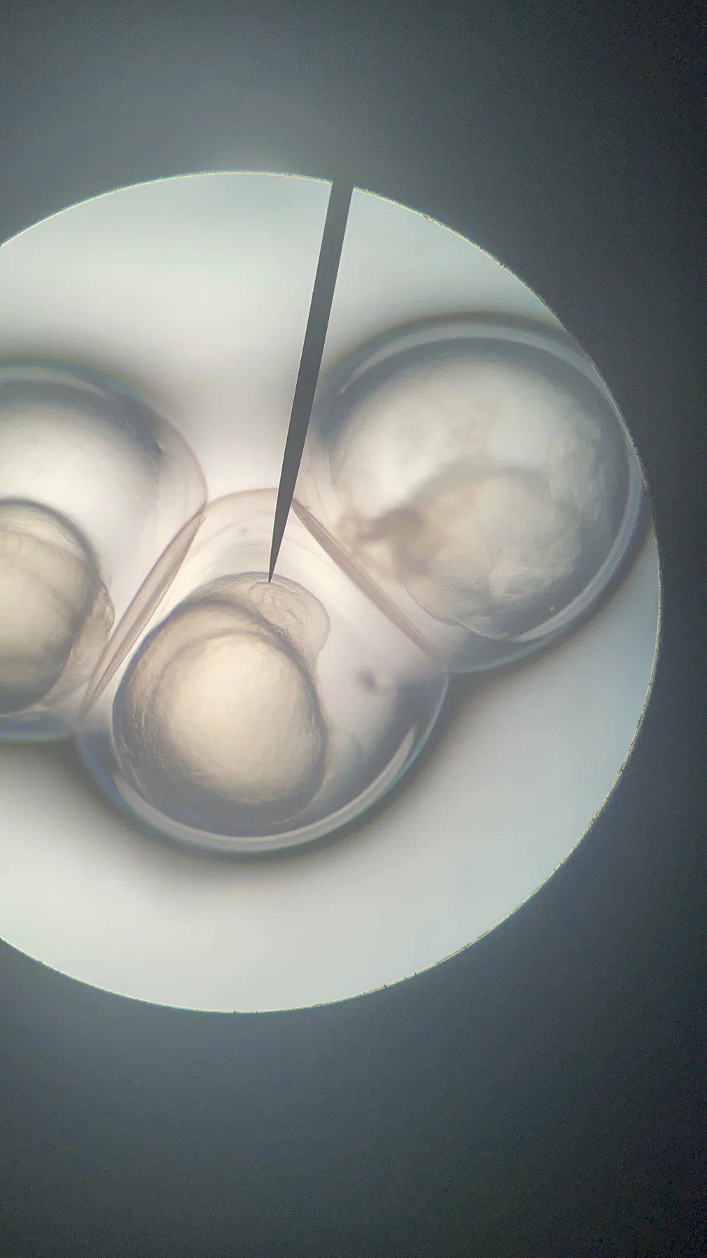 Biology Zero material experiment
